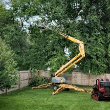 How Our Tree Care Process Works  in  New Miami, OH