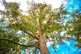 Best Leaf Removal  in New Miami, OH